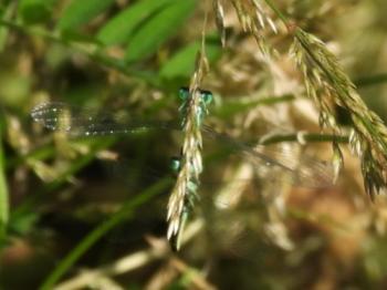 Insectenmonitoring Bauke Koole 2025